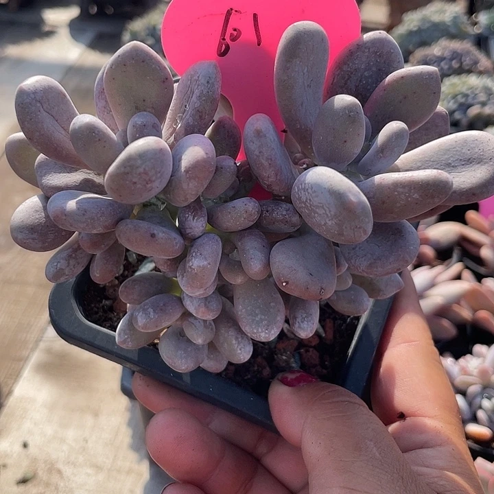 程雪球多肉植物老桩