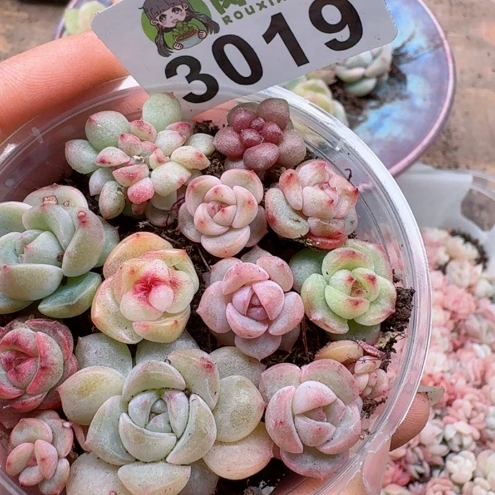 多肉植物多肉植物