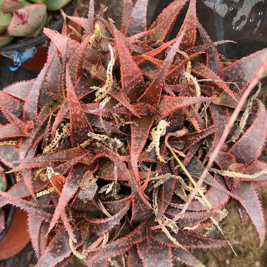 芦荟啊啦啊呃呃呃呃呃