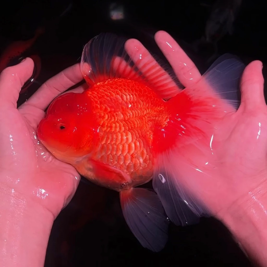 泰狮金鱼观赏鱼一物一拍链接 拍下请查看商品详情