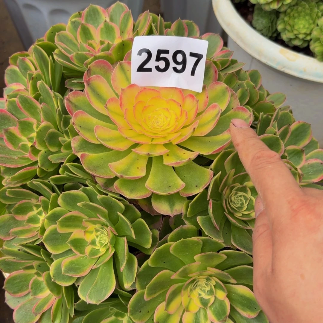 十***香2597多肉植物海鲜