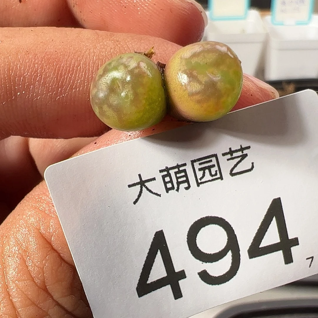 0000494 一物一拍……