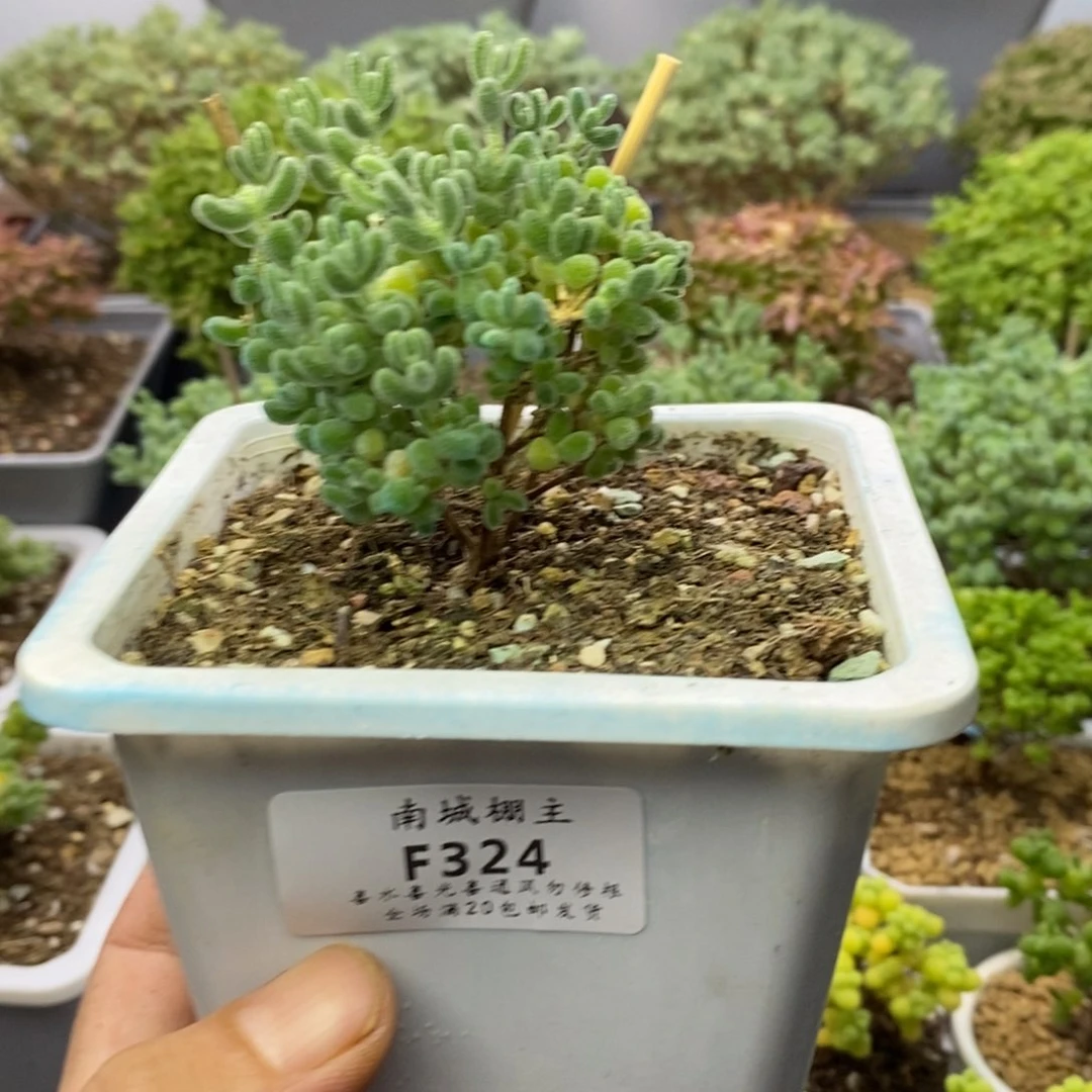 324优选冰晶枝干