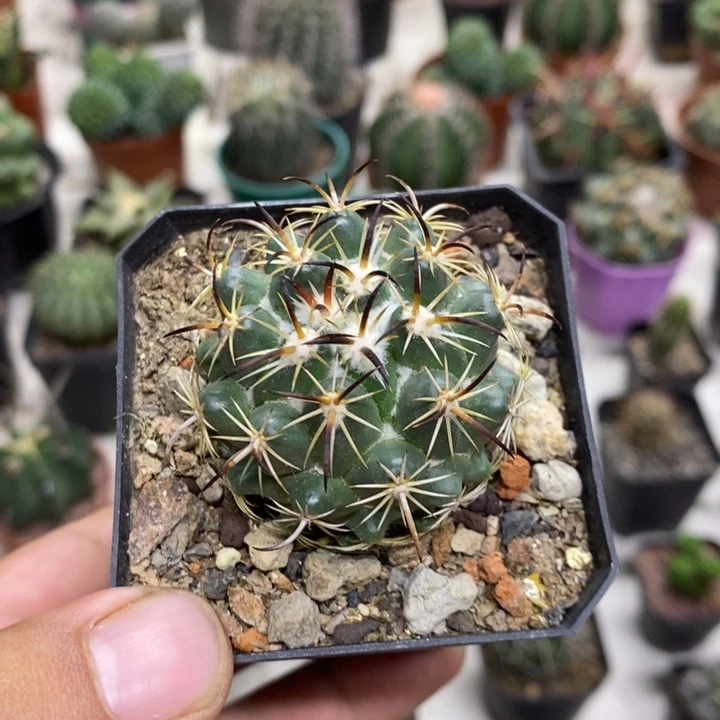 阳***好实生钢钉特价独福利