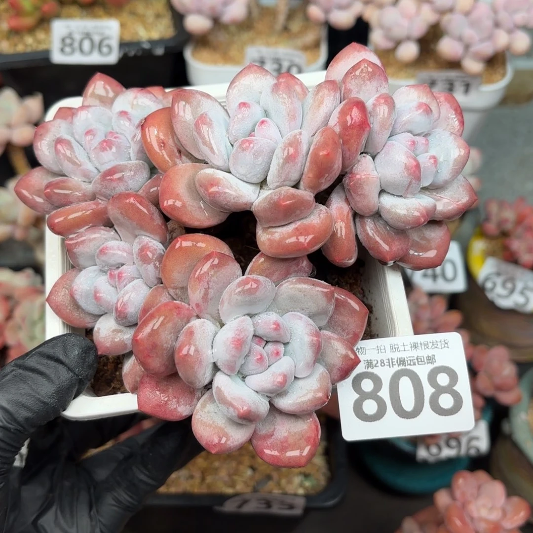 香水老桩无盆土发货