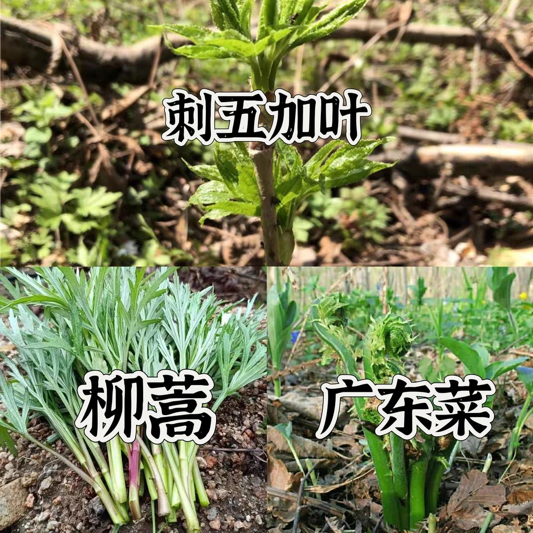 东北野生速冻山野菜组合（广东菜柳蒿刺五加叶各一斤）