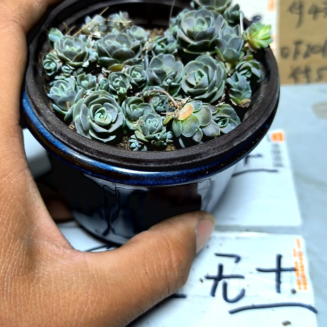 满6元包邮，子持莲华大盆爆头