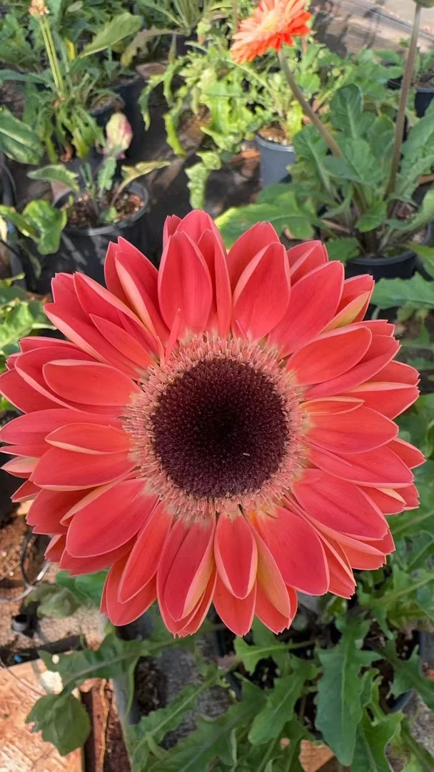 【暖阳】一加仑非洲菊盆栽成品扶郎花带花花苞楼顶庭院