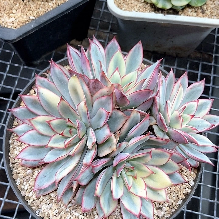 月光女神锦群多肉植物
