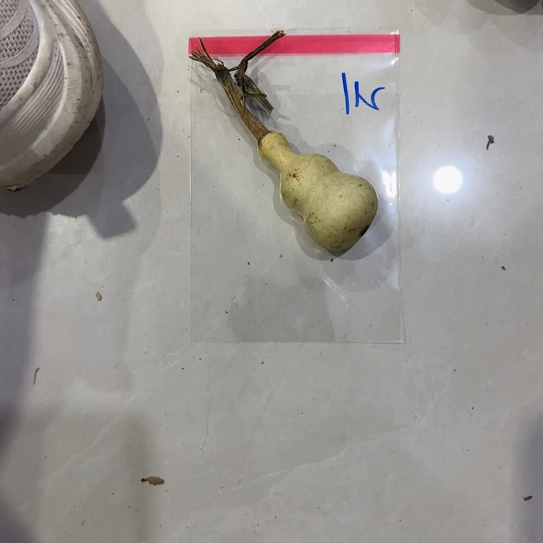 *****青皮不包青皮不包成