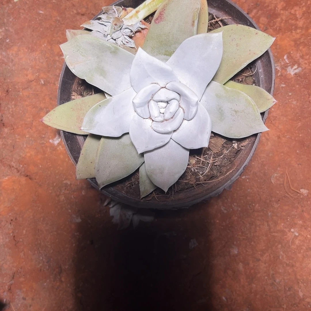 谁****钱仙女杯杂交多肉植物