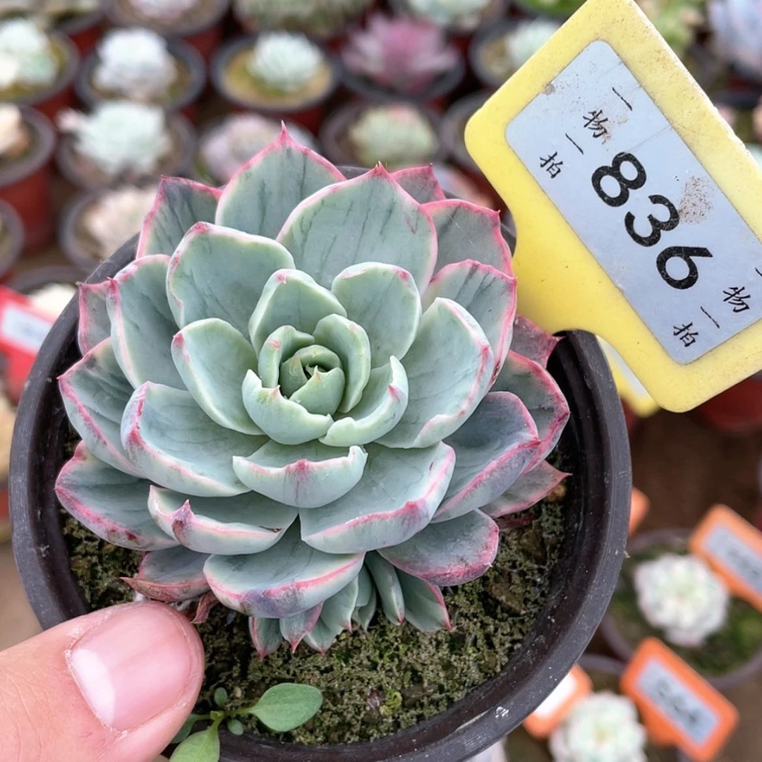 【闪购商品】836号