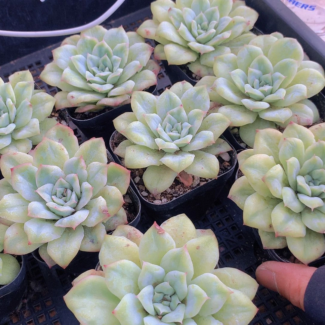 泡泡纱裙23567889990