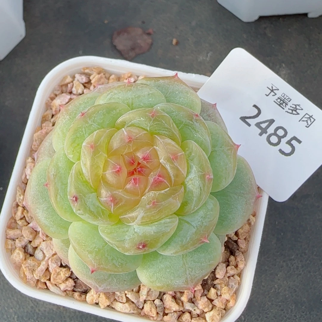 玻璃心珍妮，2485多肉植物