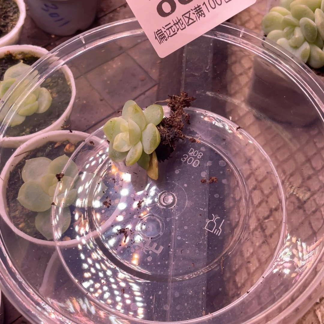 布***丁追月珍妮一物一拍001