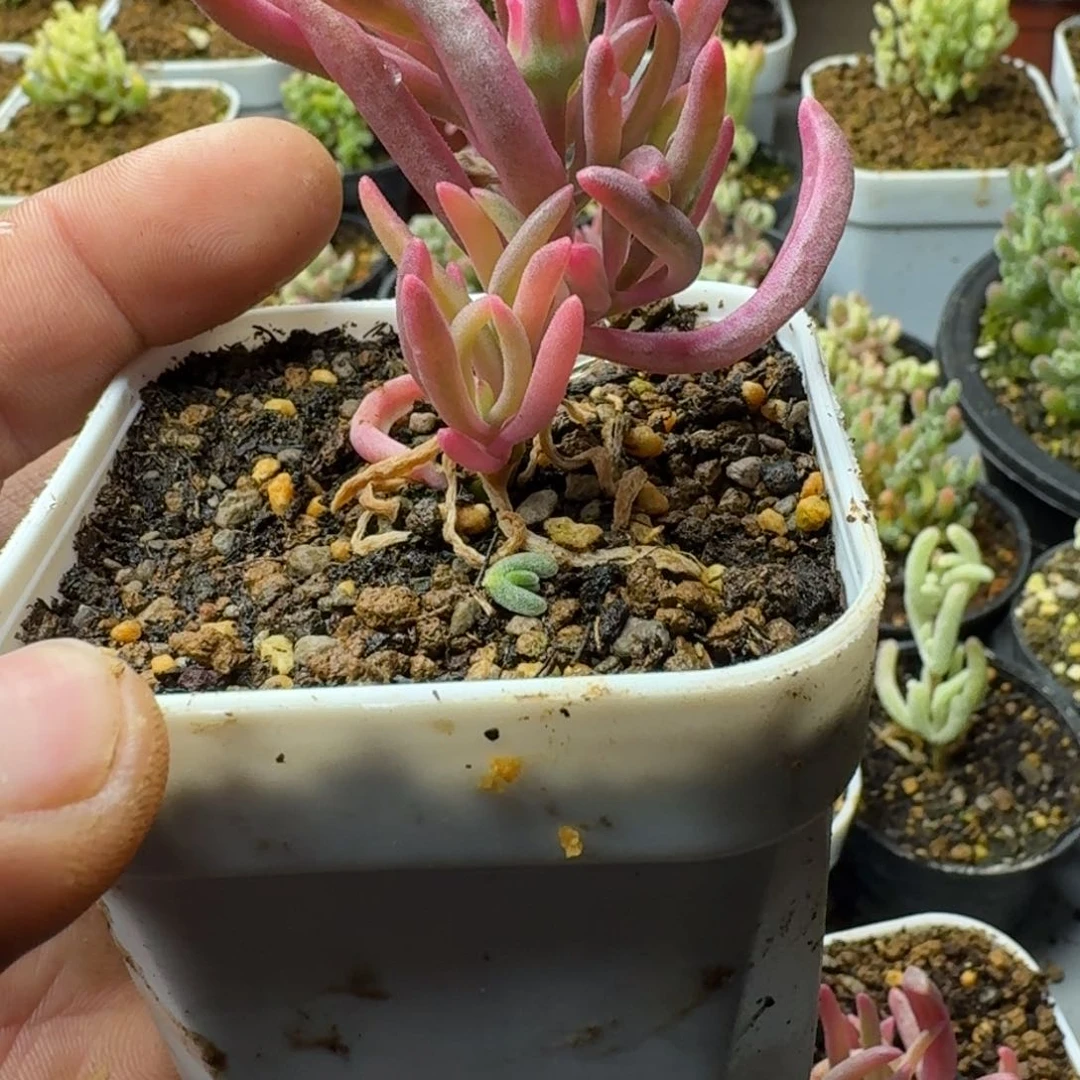?**?多肉植物枝干番杏