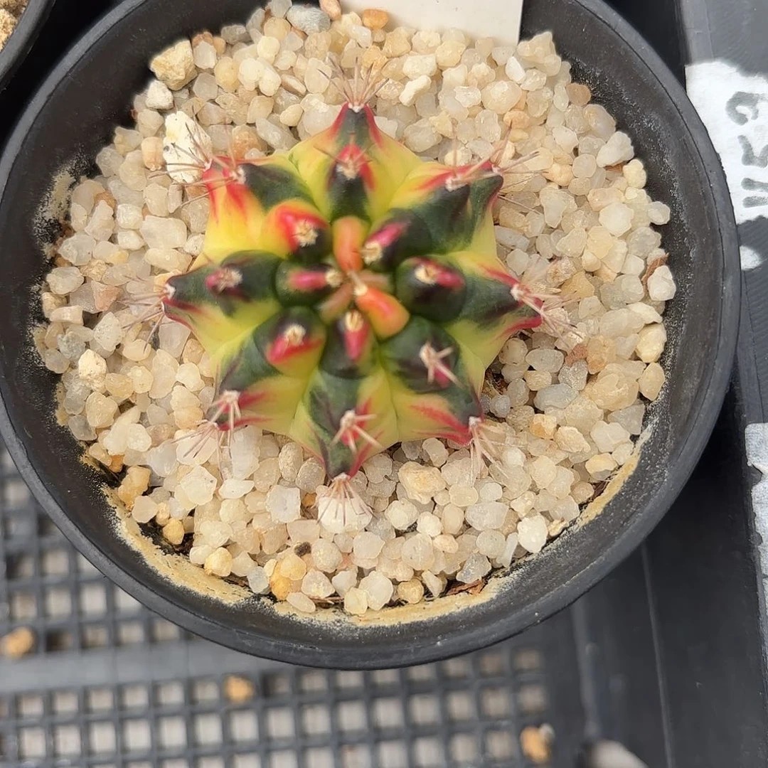 201-0624泰国发货多肉