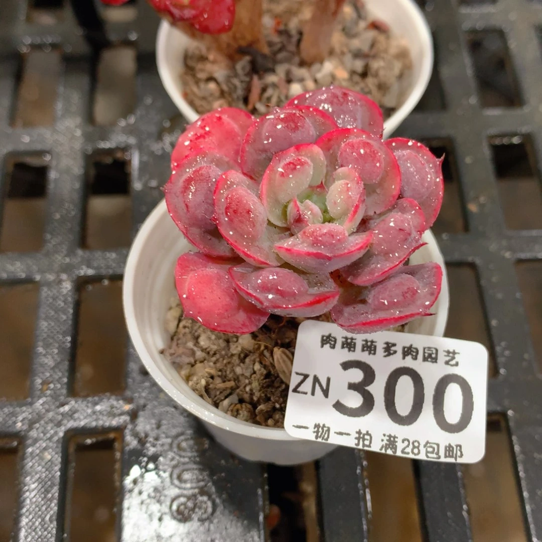 肉萌萌拇指盆精控多肉ZN300