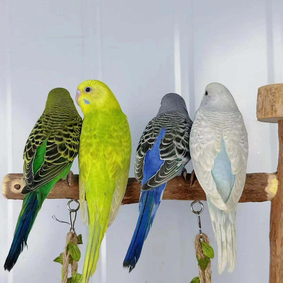 会学说话的观赏宠物鹦鹉活鸟包邮到家