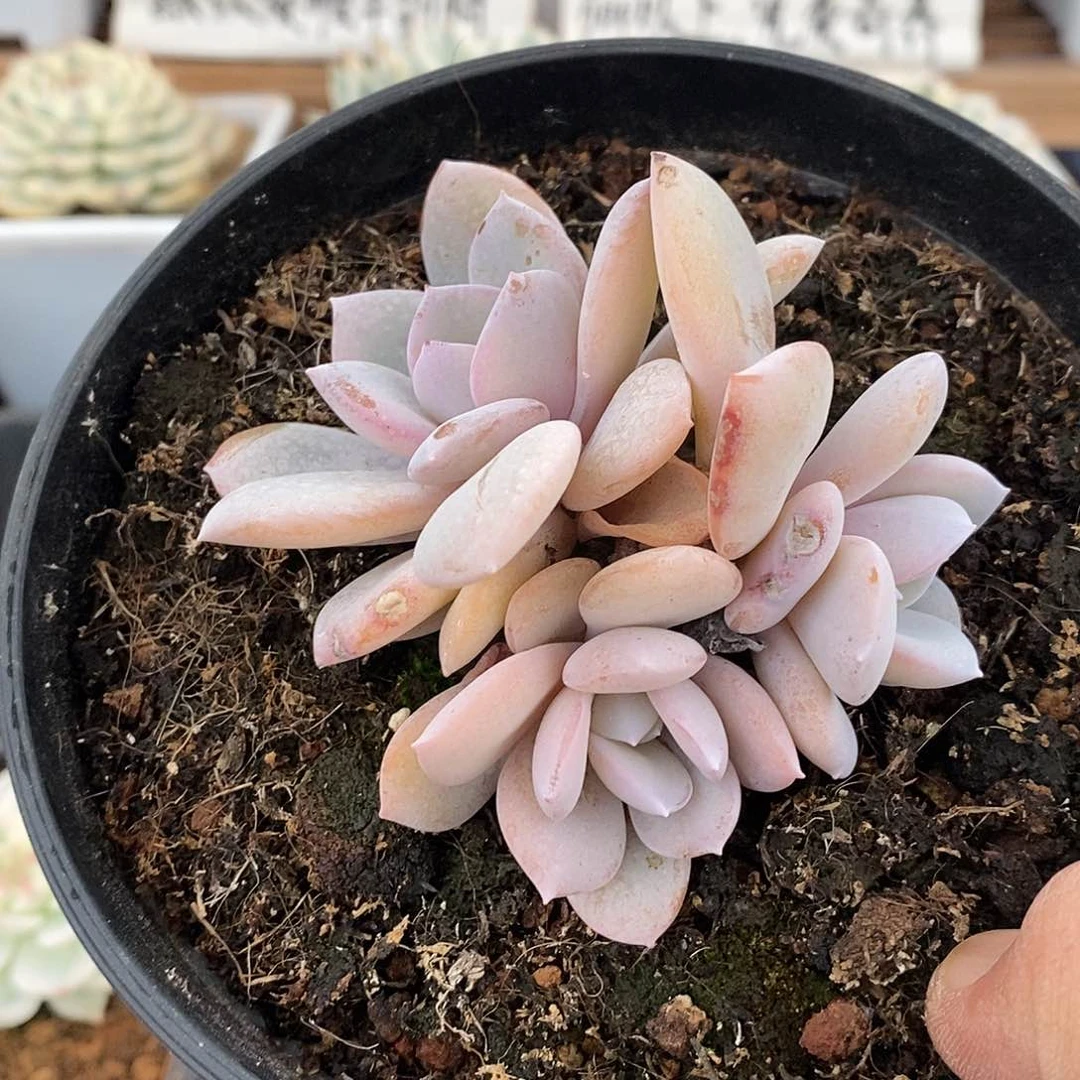 2301 状态奶茶3 头