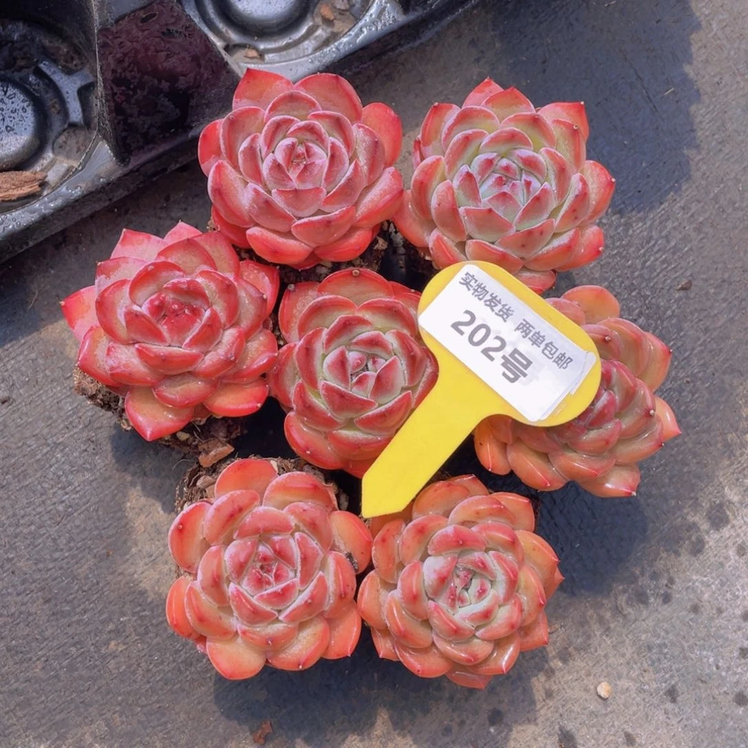 202号 草莓杏仁全状态单头一个