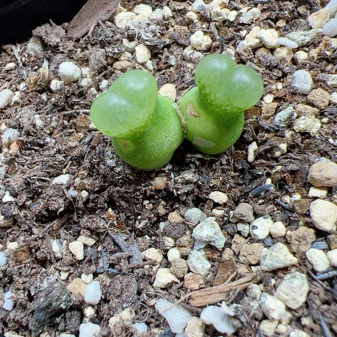 【闪购商品】388 小葫芦