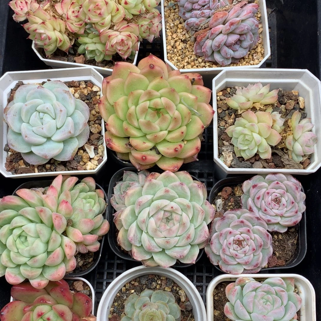 1130-137 套餐一组