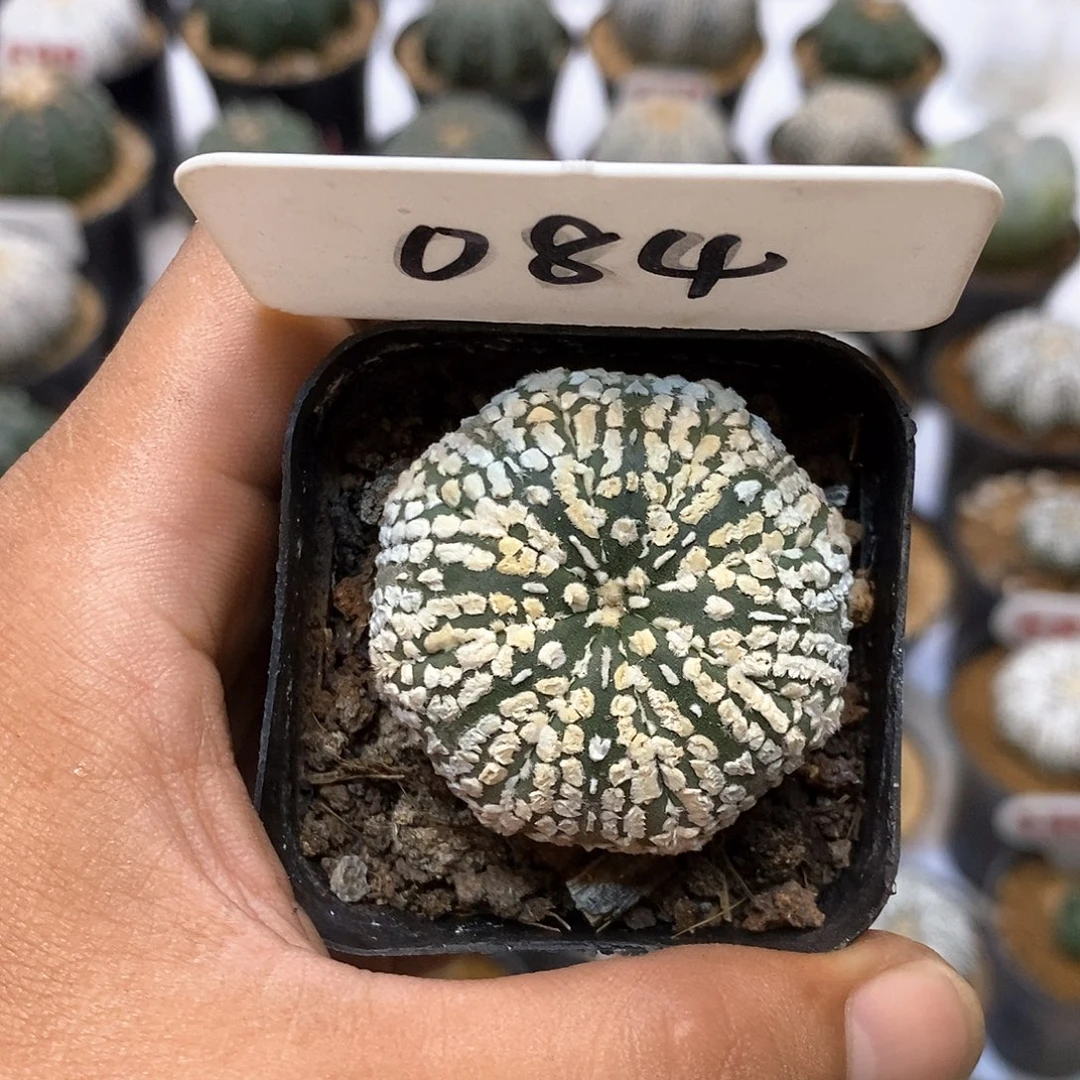 084福利特价来了哦，