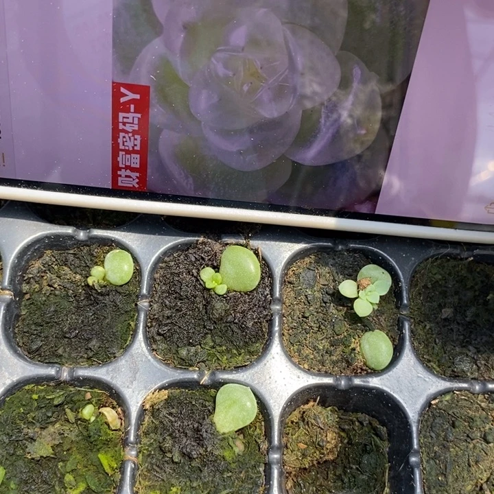 财富y芽苗一个多肉