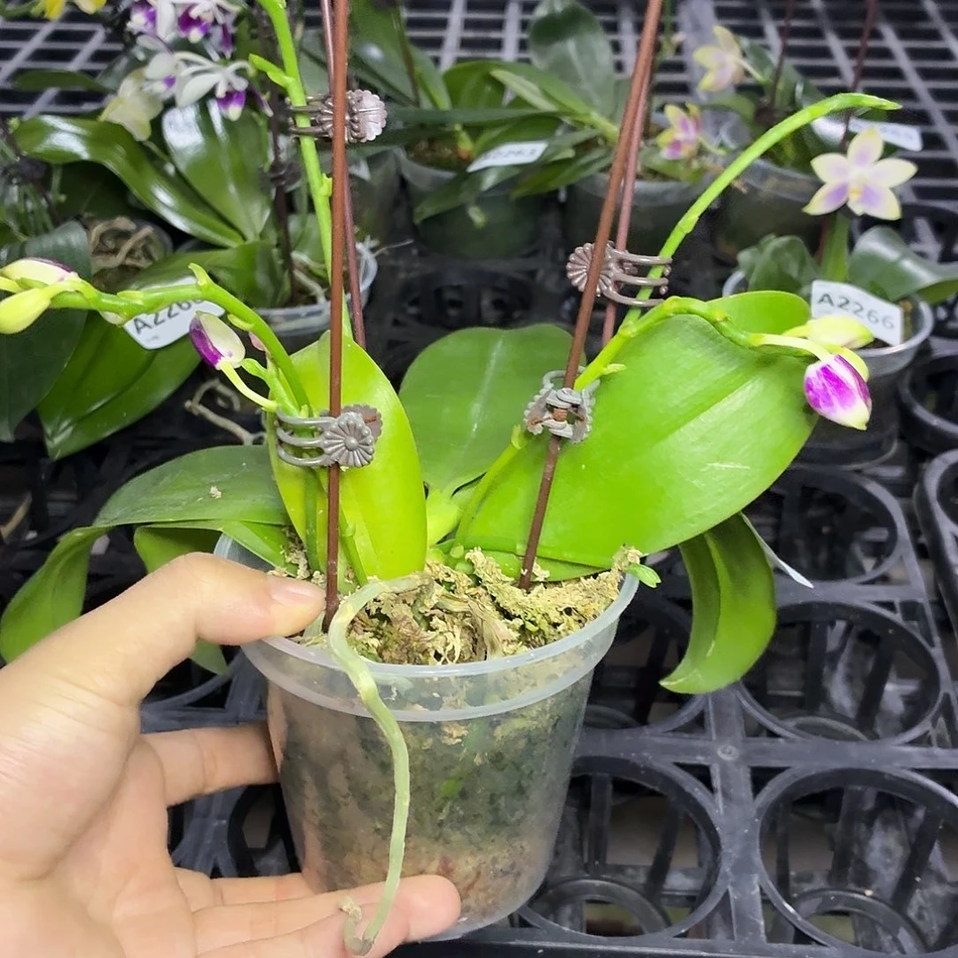 当前无花朵，栽培后可花朵A2269紫玫瑰交雅风哥哥六花剑花苞