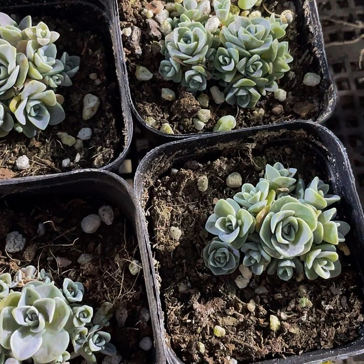 子持莲华2.8带盆