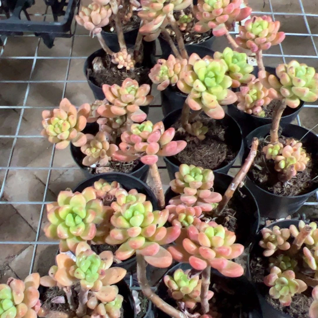 新疆包邮 香格里拉