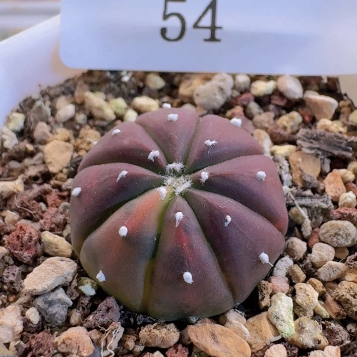 54。