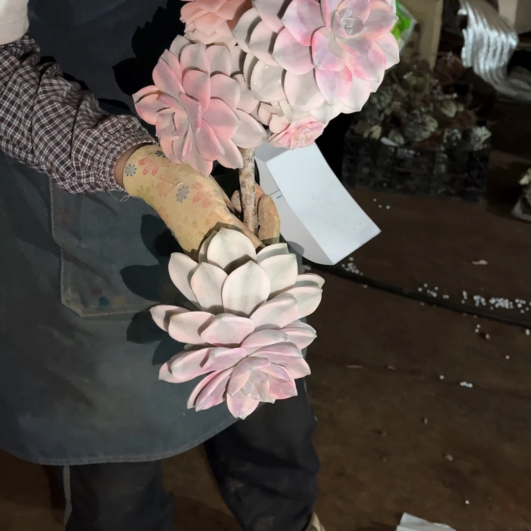 奥****兽多肉植物紫乐景54