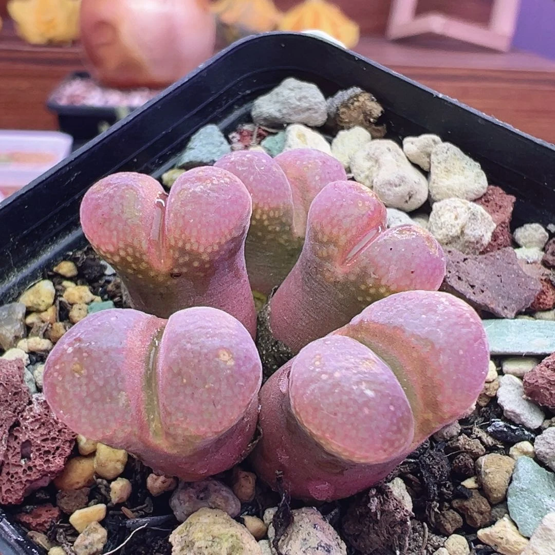 3-6特特特特特特特