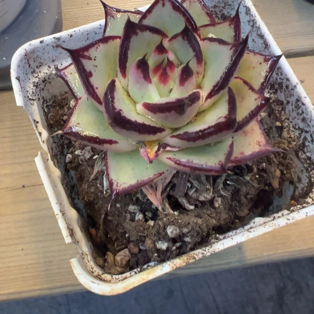 黑乌木，紫檀福利