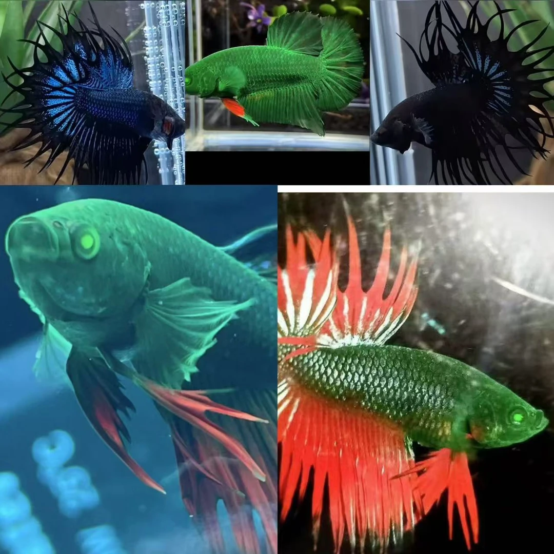 B繁星betta斗鱼150-500