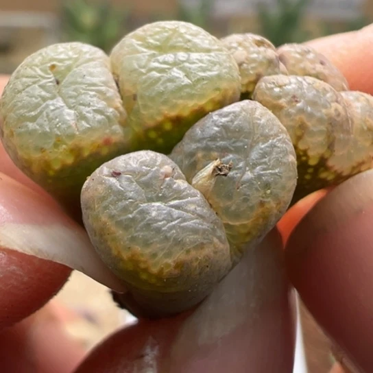 全窗泡泡勋章两颗小的有伤送980