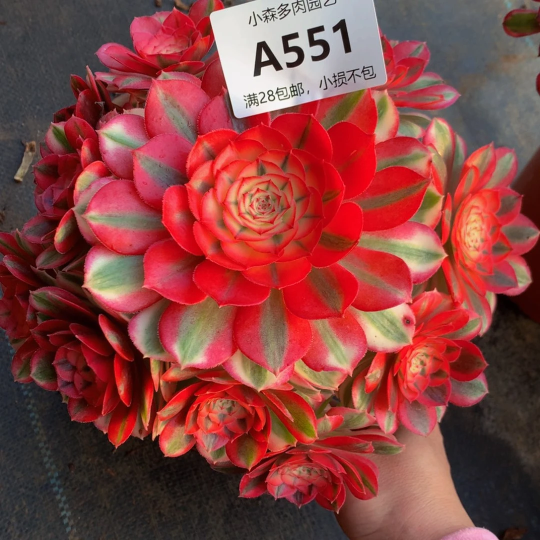 551倾城88888888888