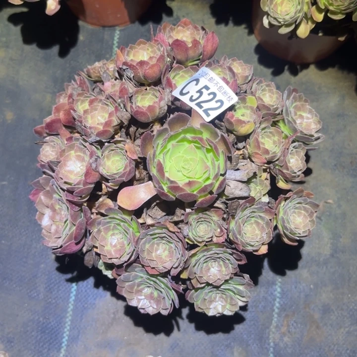 赤焰莲……多肉植物