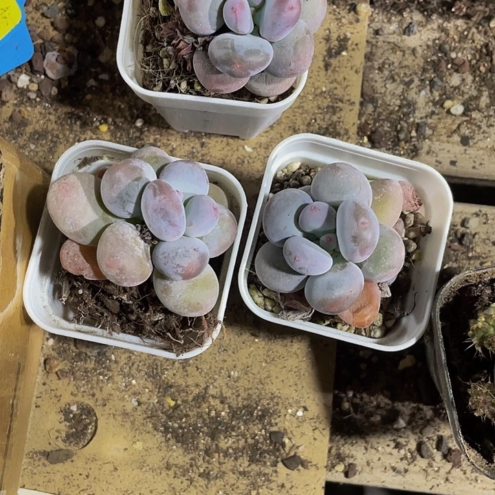 紫奶6.8带盆土发货