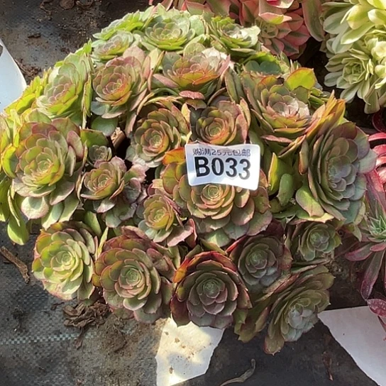 ?****一颗多肉法师植物