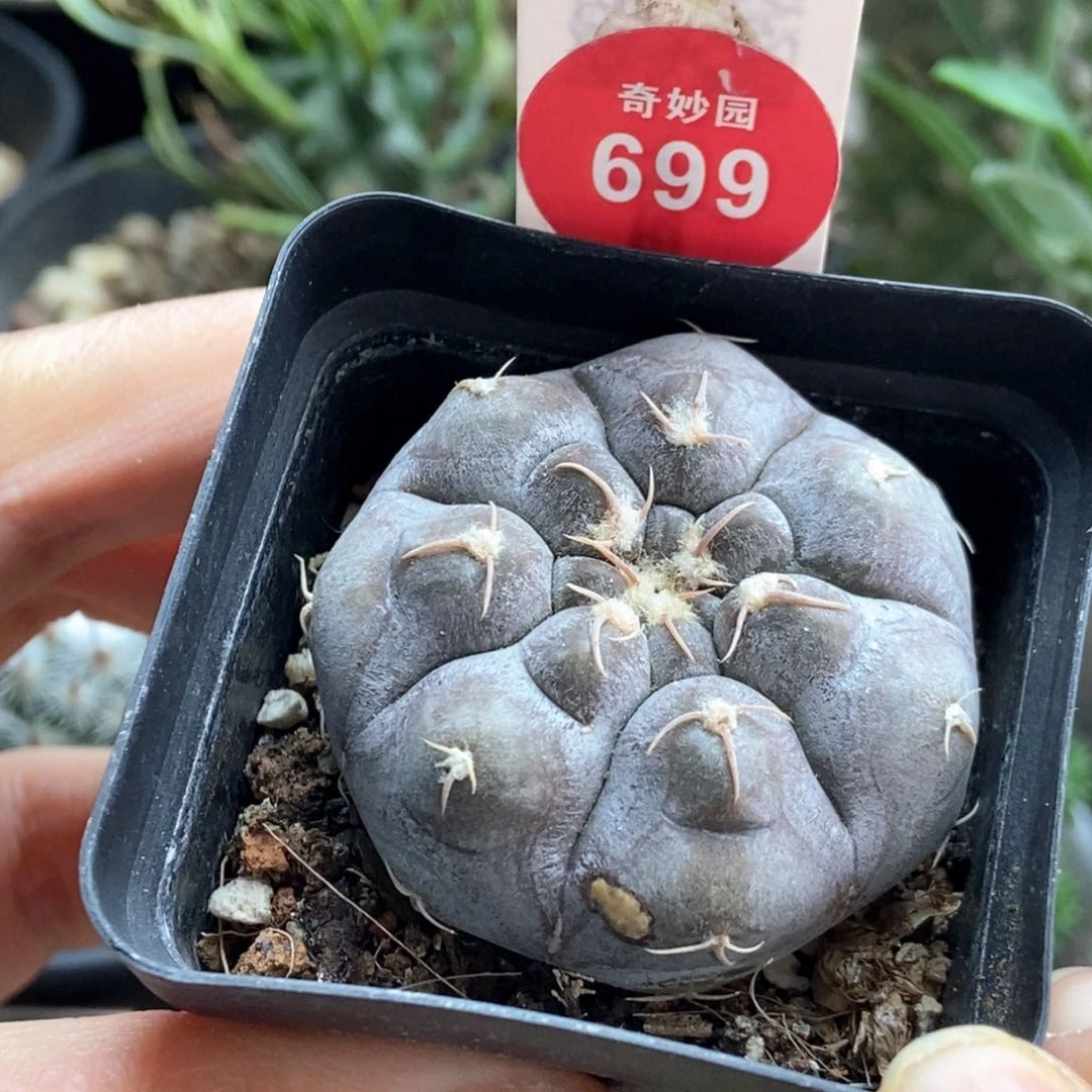 实生上腊铅皮4.2cm有斑