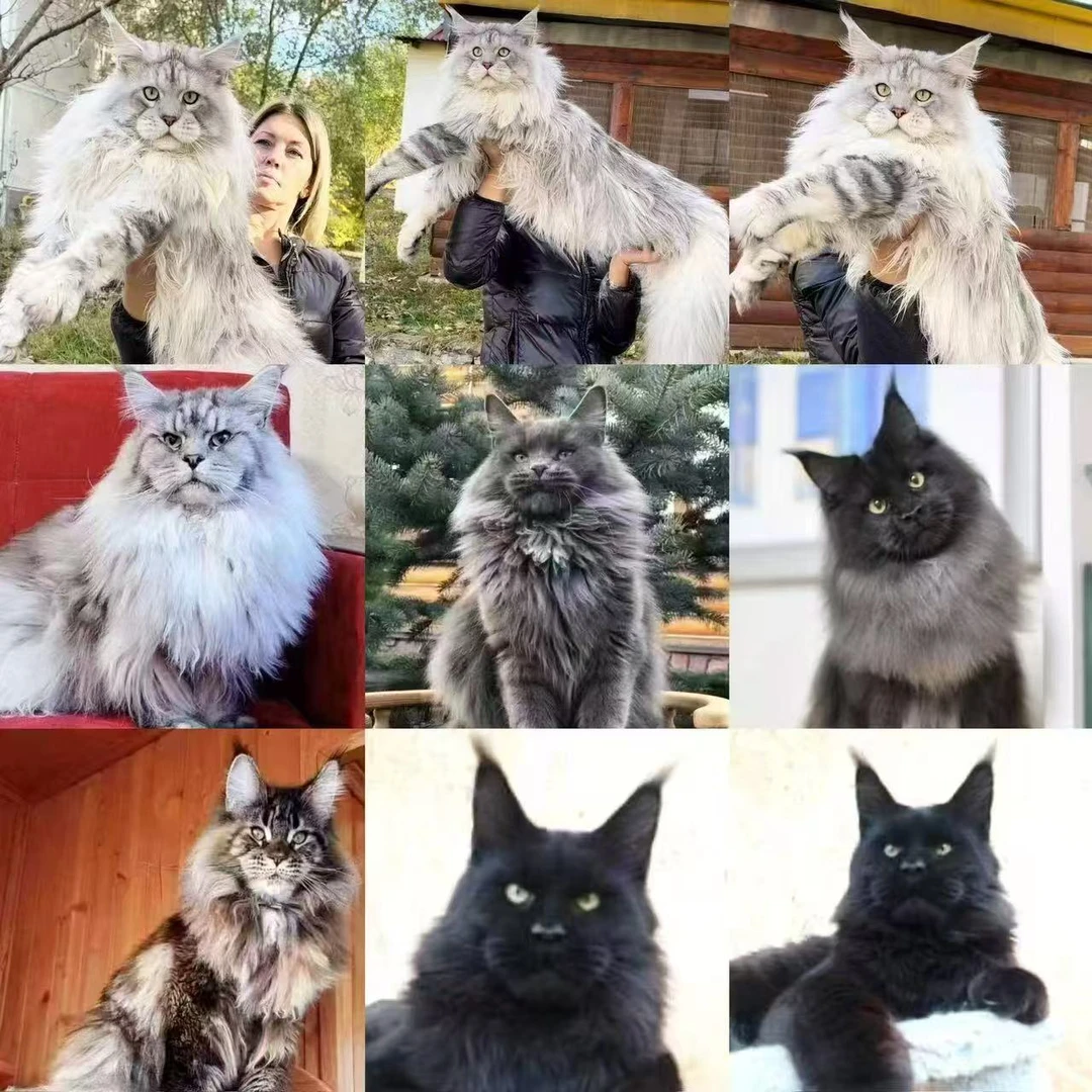 奶奶家的西森缅因猫活体猫咪