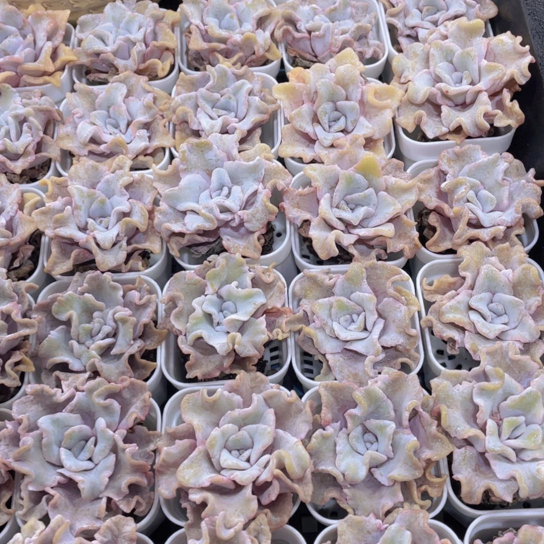 量拍27号 全状态芭蕾舞者单头两个