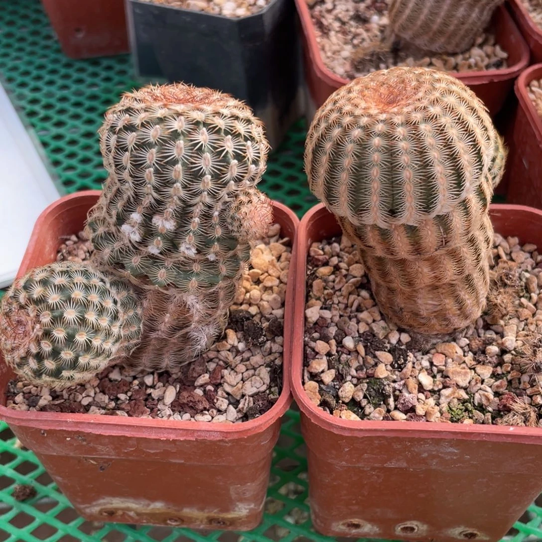 鹿角柱实生仙人球迷你丽光2个