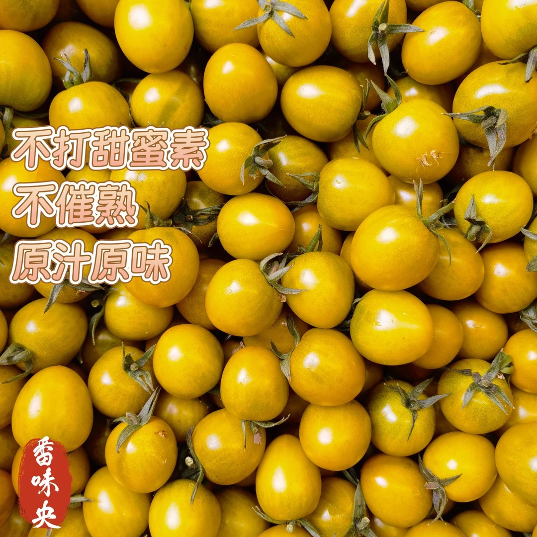 京东/顺丰寿光唐珀虎小番茄现摘现发口感新鲜爆汁圣女果舅舅