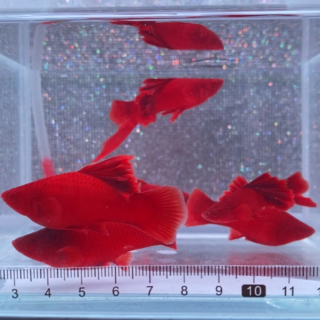 红剑鱼高鳍红剑成鱼2公4母