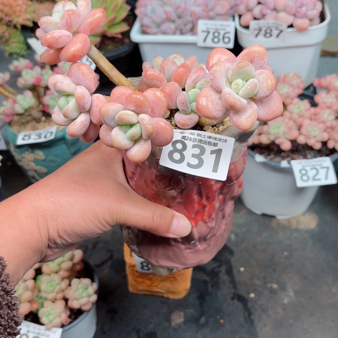 珍妮手指老桩无盆土发货
