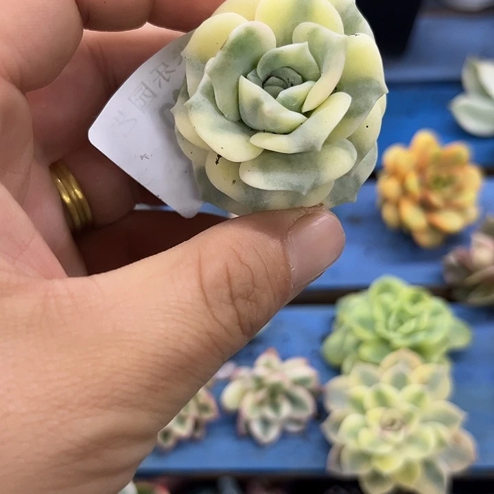540可爱玫瑰腹轮锦炸多肉